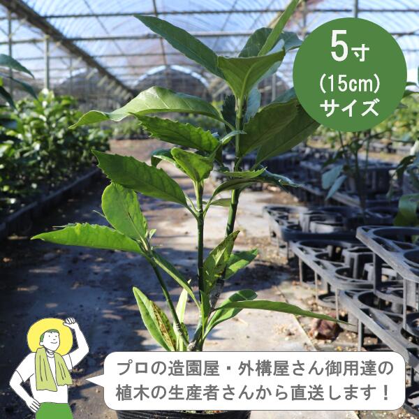 Rakuten - ［生産者直送］アオキ 緑葉 樹高約30cm 15cmポット アオキバ　青木　植木　常緑低木 植栽　ミズキ科［IO］