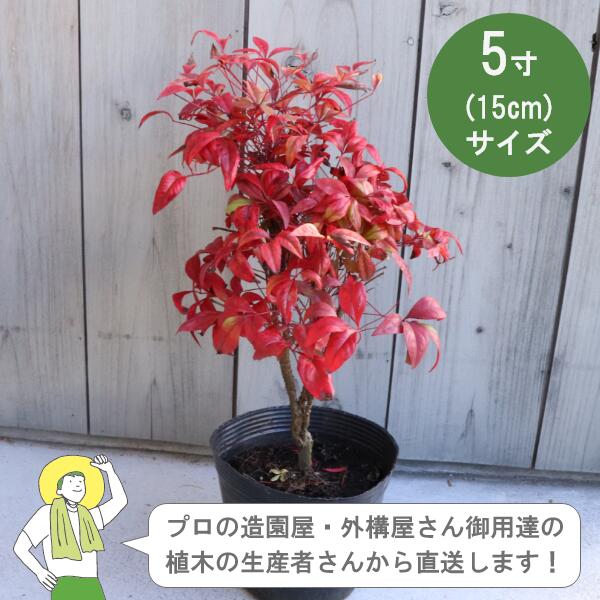 Rakuten - ［生産者直送］オタフクナンテン 常緑　低木 樹高 約25cm 15cmポット 垣根　生け垣　植栽［IO］