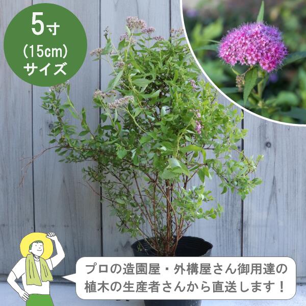 Other - ［生産者直送］シモツケ 落葉　低木 樹高約30cm 15cmポット 3株花　初夏　植木　 植栽　バラ科 /［IO］
