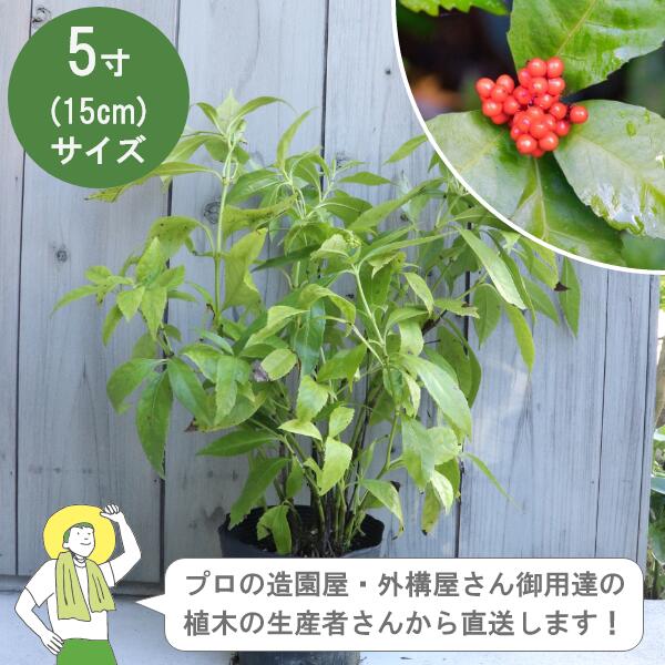 Other - ［生産者直送］センリョウ（千両）赤い実 常緑　低木 樹高約30cm 15cmポット 　縁起　柊　植木　 植栽　センリョウ科 /［IO］