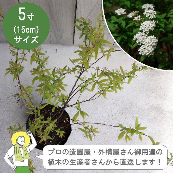 ※注文を受けてから、生産者さんに在庫を確認します。 （時期により在庫がない場合もございます。ご了承くださいませ） 24時間以内にメールが届かない場合は問合せフォームからご連絡ください。 ※写真はイメージです。生育状況、季節などにより異なる場合がございます。 ■植物名：コデマリ ■ポットサイズ：5寸（15cm） ■お届け時の樹高：約30cm ■バラ科・シモツケ属　落葉低木 ■原産地：中国中部 ■耐寒性：強い（東北以南） ■樹高：1～1.5mくらい ■お花：4～5月（1cmに満たない白い花） ■耐陰性：日向 ※日当たりと風通しが良い場所 ■植え付け適期：早春・秋 ■特徴：株元から多くの枝を出して成長していきます ■植付：早春、秋 ■剪定：秋に翌春に咲く花芽がつくので、花後すぐに剪定を（枯れた枝は根本からカット） &nbsp; &nbsp;&nbsp; &nbsp; &nbsp; &nbsp; &nbsp; &nbsp; &nbsp; &nbsp;