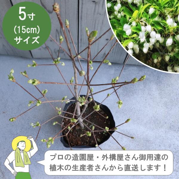 吊钟花 - ［生産者直送］ドウダンツツジ（灯台躑躅） 樹高約40cm　15cmポット　落葉低木生垣　紅葉　［IO］