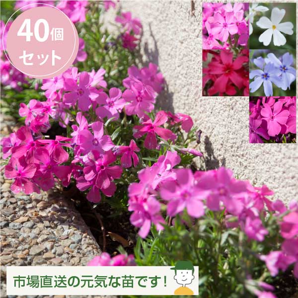 花苗 芝桜 開花見込株 シバザクラ 華やかカラーミックス 40個 セット (3寸、3号 9cmポット) 苗 しばざくら ケース販売 グランドカバー お花見 おうち時間 冬もグリーン 外構 エクステリア 下草 多年草 [H]