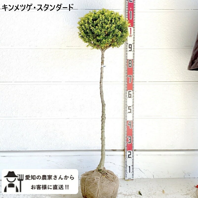 Rakuten - キンメツゲ スタンダード　仕立て　樹高約1m　送料無料　庭木　苗木　シンボルツリー　 鉢植え　人気　常緑低木［t］和風 ユーモア 玉 金芽柘植