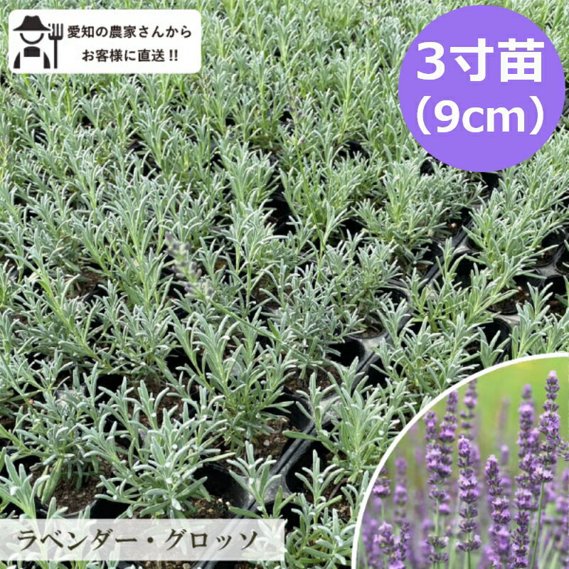 グロッソ ラベンダー 苗 3号 20個 セット ハーブ 常緑 多年草グランドカバー 生産者直送 暑さ寒さに強い 外構 イングリッシュガーデン [GM]