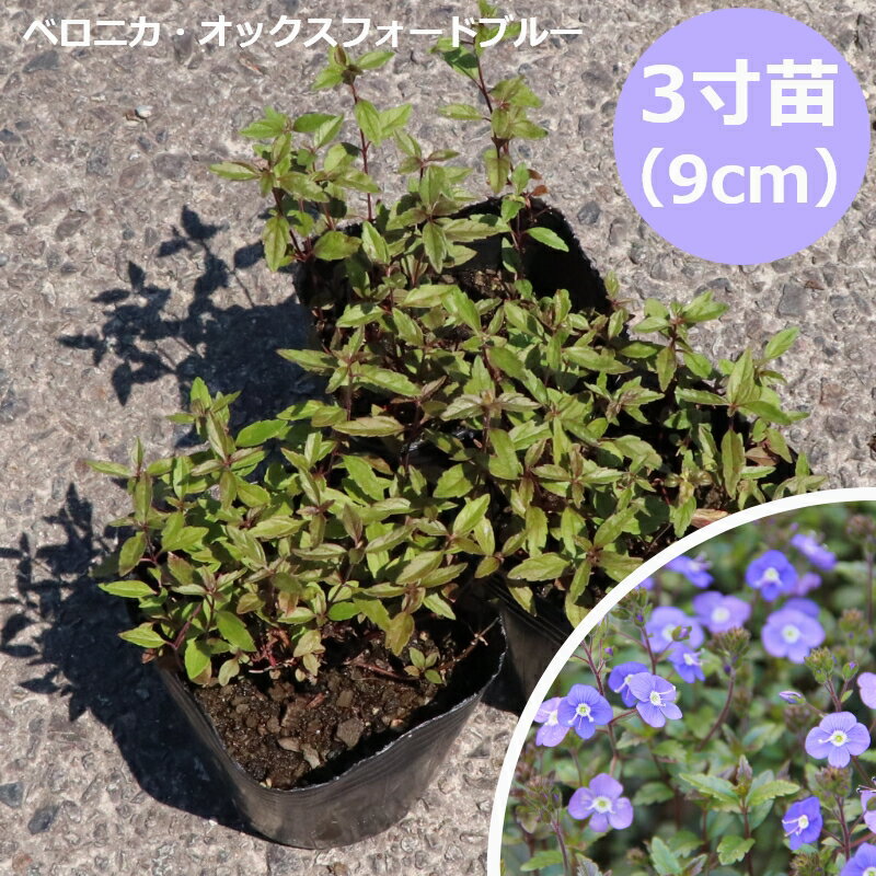 Rakuten - ベロニカ・オックスフォードブルー 苗 (3号 9cmポット) グランドカバー 多年草 宿根草 イングリッシュガーデン ［GM］