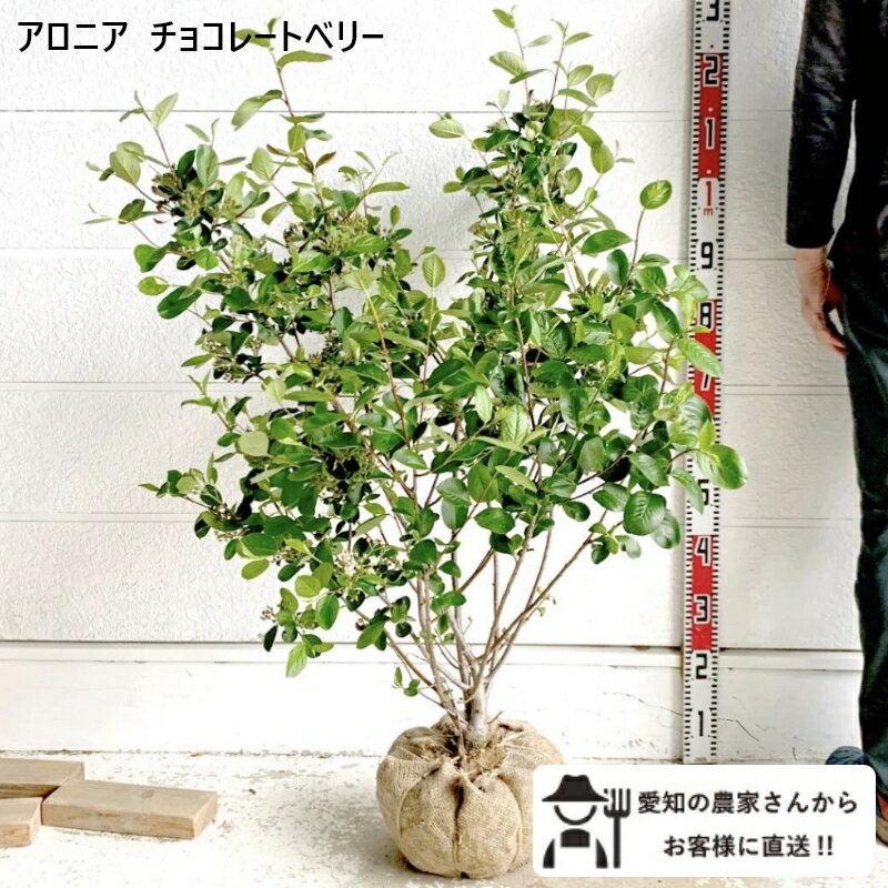 Rakuten - アロニア チョコレートベリー チョコベリー 樹高約1m 落葉低木 送料無料　植木　庭木　苗木　垣根　シンボルツリー 人気果樹　根巻き　シンボルツリー［t］