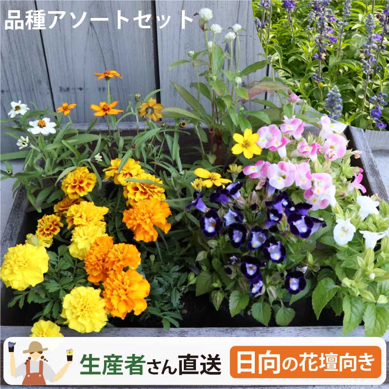 Rakuten - 夏の花苗セット (日向むけ) 寄せ植え 庭植え アソート12～48ポット(3号) セット 生産者直送 マリーゴールド、千日紅、トレニア、サルビア、ジニア・リネアリス [HM]