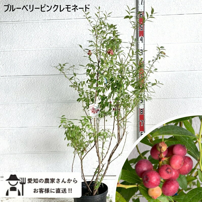 乐天商城 - ［生産者直送］ブルーベリー ピンクレモネード 根巻き苗　樹高約1.3-1.6m 送料無料 庭木 苗木 シンボルツリー 落葉樹 果樹［t］