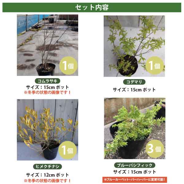 ソラニワの低木4品種 (日向向け) 計6ポット お花が楽しめる！ヒメクチナシ・コムラサキ・コデマリ・ブルーパシフィック ［生産者直送］ ［IO］｜アングル2