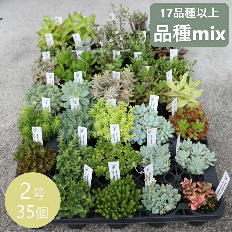 セダム 18品種以上ミックス 2号 35個 セット 寄せ植え グランドカバー ベンケイソウ 万年草 多肉植物 品種アソート おまかせ ケース販売 まとめ買い 下草 多年草 [H]