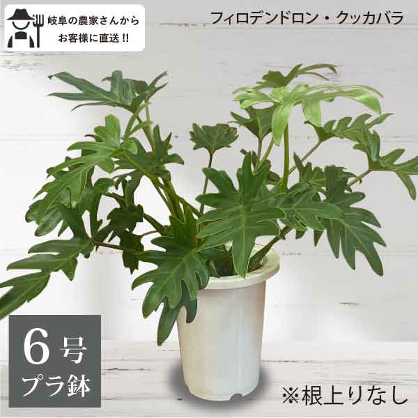 楽天市場】クッカバラ（高さ（植物）～ 70.9cm）の通販