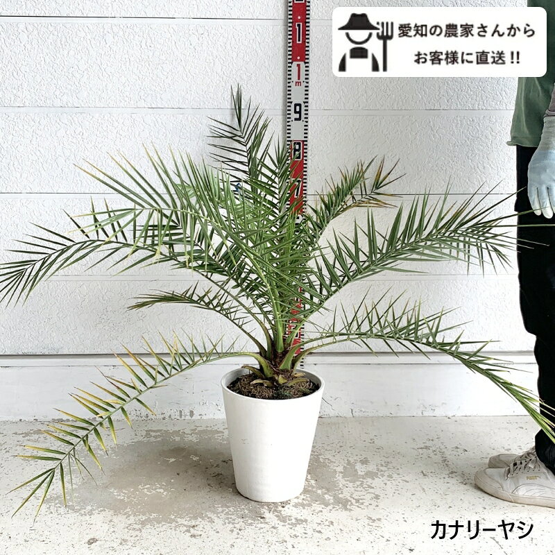 楽天市場】カナリーヤシ（植木｜ガーデニング・農業）：花・ガーデン