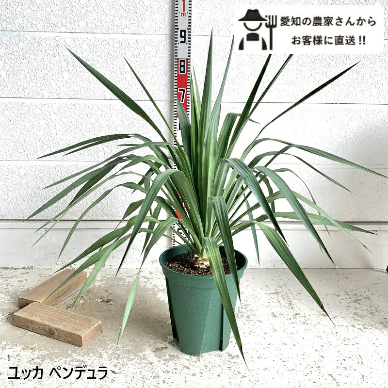 ※愛知県の農家さんから直接お客様にお届けいたします。 ※写真はイメージであり、生育状況により形や色等が実際の商品とは異なる場合がございます。ご了承いただけますようお願いいたします。 ※ご注文を受けてから、生産者さんに在庫を確認するため、 在庫が確保できない場合もございます。 ご了承くださいませ。 ■植物：ユッカ・ペンデュラ ■キジカクシ科 (またはリュウゼツラン科) ■樹高：約0.6-0.7m（お届け時） ■特徴：葉が垂れ下がって成長するので、道路沿いやお子さん、ペットがいるご家庭でも比較的安心して育てやすい。 ■環境：原産地が湿度の高い海岸地帯なので、日本の梅雨や夏の蒸れにも比較的強いので、初心者の方にもオススメです。 [配送について] ・沖縄・離島へお届けの場合は、地域によって送料が変わるので、ご注文前に、一度ご連絡ください&nbsp; &nbsp; &nbsp; &nbsp; &nbsp; &nbsp; &nbsp;