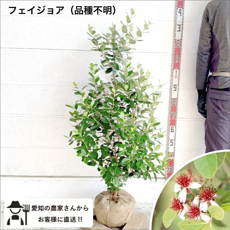 楽天市場】フェイジョア アントワネット（花・ガーデン・DIY）の通販