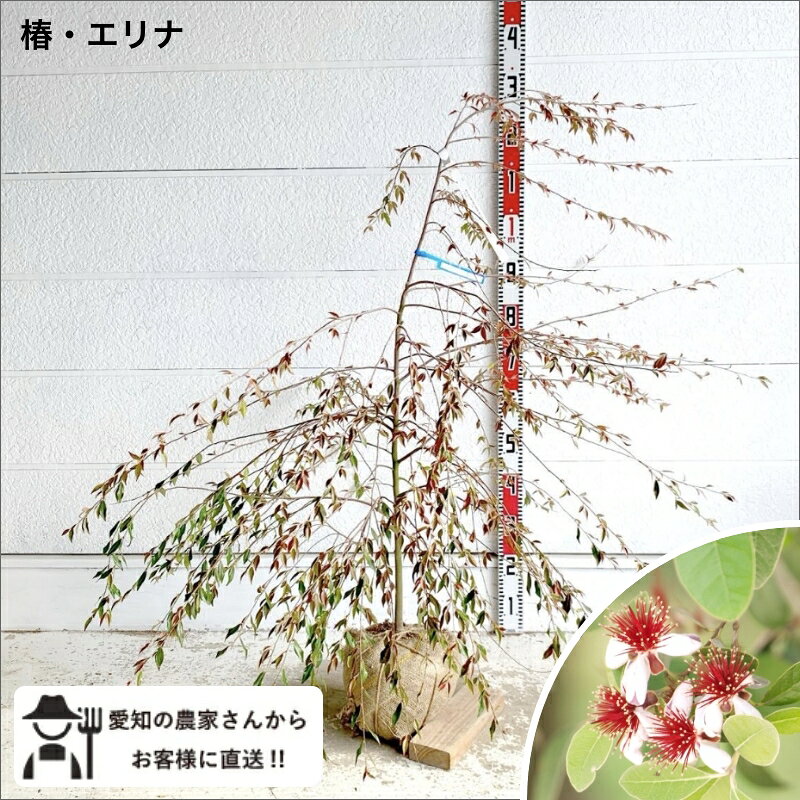 ※愛知県の農家さんから直接お客様にお届けいたします。 ※写真はイメージであり、生育状況により形や色等が実際の商品とは異なる場合がございます。ご了承いただけますようお願いいたします。 ※ご注文を受けてから、生産者さんに在庫を確認するため、 在庫が確保できない場合もございます。 ご了承くださいませ。 ■植物：椿 エリナ（農林水産省種苗登録 第11658号） ■ツバキ科ツバキ属／常緑低木 ■樹高：約1-1.2m（お届け時） ※成長時は、1〜1.5m程度、幅0.5〜1m程度。成長はゆっくりめ ■特徴：つぼみ付きのしっかりした株。枝垂れる枝いっぱいに、小花が咲く春が楽しみです ■植える場所：半日陰が最適。夏の強い西日と冬の冷たい乾いた風は避ける ■開花期：3月〜4月頃 ※ピンクのつぼみ、白に淡いピンクがのる小輪の一重咲き。新芽は赤みを帯びる ■水やり：鉢植えは土の表面が乾いたらたっぷり。地植えは根付けば基本的に雨任せで、夏の乾燥が続くときだけ。冬の乾燥にも注意 ■耐寒性：ふつう（目安 −10〜−15℃） ※関東以西の平地なら地植えで越冬可。寒冷地は鉢植えにして、冬は寒風の当たらない場所へ ■前定：花後すぐの4〜5月に、混み合った枝や飛び出した枝を軽く切る程度。夏以降は翌年の花芽ができているので強い剪定は控える。自然樹形でまとまりやすいので、ほぼ手入れいらず [配送について] ・沖縄・離島へお届けの場合は、地域によって送料が変わるので、ご注文前に、一度ご連絡ください&nbsp; &nbsp; &nbsp; &nbsp; &nbsp; &nbsp;