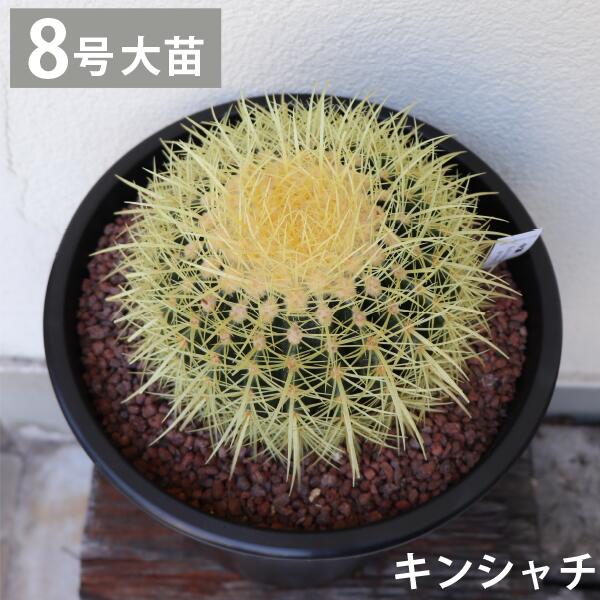 キンシャチ　金シャチ　金鯱　サボテン 8号　大苗 新築祝い 大型　インテリア　鉢植え 農場直送 ロックガーデン　ドライガーデン［G］ギフト...
