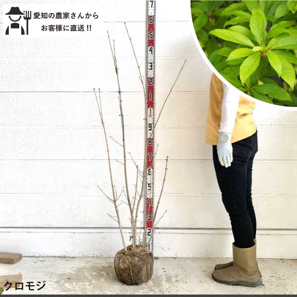 Other - ［生産者直送］クロモジ　樹高約1.7-1.9m　送料無料　植木　庭木　落葉低木　紅葉　苗木　シンボルツリー　人気　植栽［t］