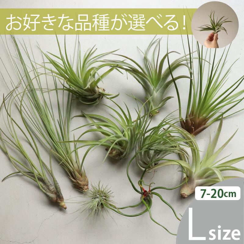 �����ץ��� ����󥸥� L������(7-20cm) 10��40�ĥ��åȤ��ޤ��������٤��ʼ� ����ɤ��Ǥ�����̵�� �Υ٥�ƥ� ���ե� ���̸��Ѥ�괿�ޡ�������ʪ [H]