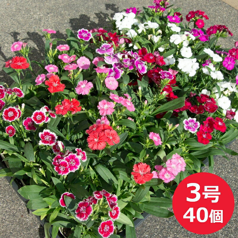 ［10月中旬までの限定発送］ なでしこ テルスター 花苗 40個 セット (3号 9cmポット) カラーミックス 撫子 ナデシコ ケース販売 秋の花壇 秋の花 花壇 鉢植え 冬の花 撫子 学校 幼稚園 会社の花壇に 寄せ植え 大量 ［H］