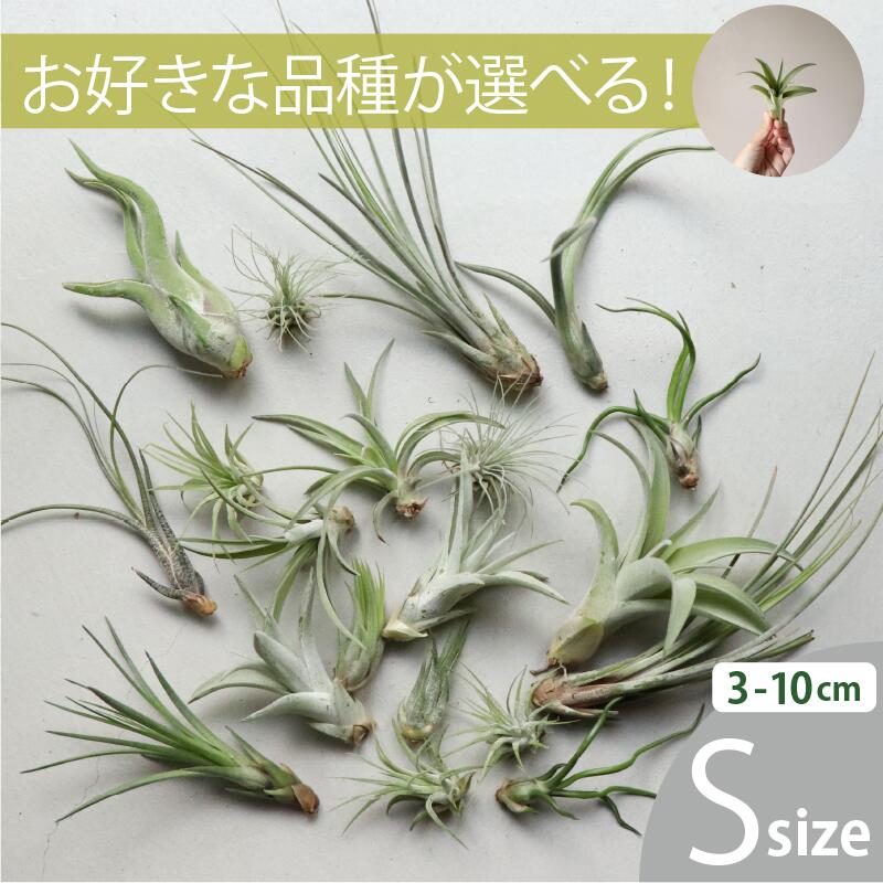 エアプランツ チランジア Sサイズ(3-10cm) 20～90個セットおまかせ＆選べる品種 全...