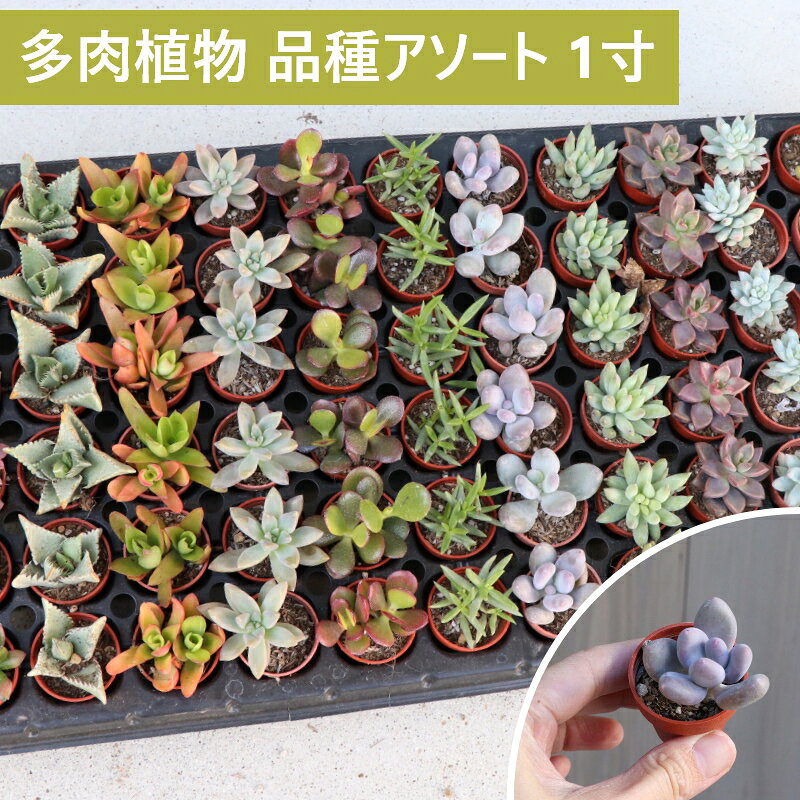 楽天市場】多肉植物 セット（種類（植物）アガベ）の通販