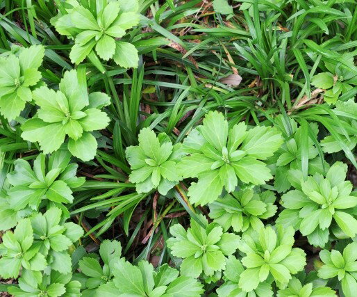 フッキソウ 富貴草 グランドカバー 苗 10～40個 セット (3号 9cmポット) シェードガーデン ローメンテ..