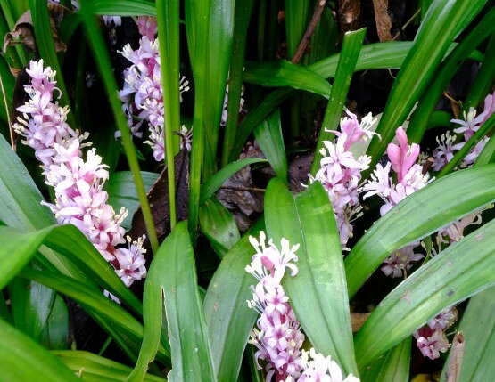 キチジョウソウ 吉祥草 10～40個 セット (3.5号 10.5cmポット) 吉兆 日陰 シェードガーデン ローメンテ..