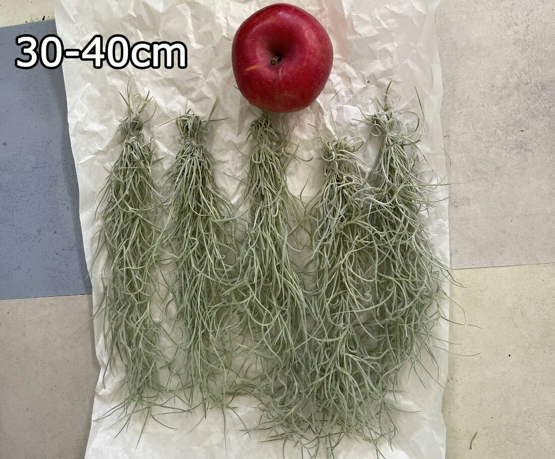 �����ͥ����ǥ� 3-5�ĥ��å� 40/50/60cm 3������ ����󥸥� ����ɤ��Ǥ�����̵�� �����ץ��� ������ʪ���ѥ˥å���⥹ ����С��꡼�� �ߤ겼�� [H]