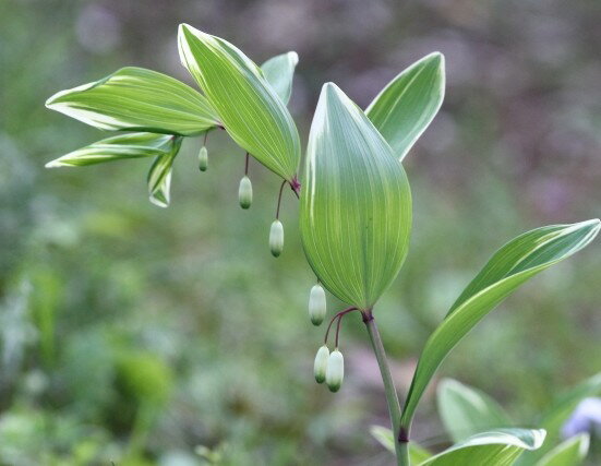 斑入りアマドコロ 苗 フイリアマドコロ 10～40個 セット (3.5号 10.5cmポット) グランドカバー 多年草 ..