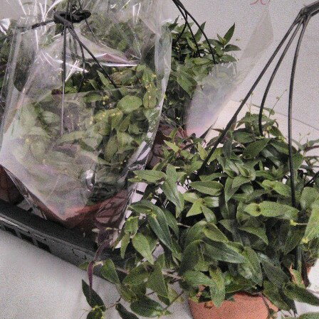 �֥饤����١��� ���տ�ʪ �� 8�ĥ��å� (5�� 15cm�ݥå�) �ߤ�ȭ���ޥ���å� ���襤�� �ϥ󥮥� [H]