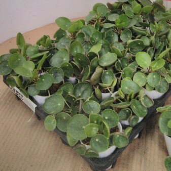 ピレア ペペロミオイデス 観葉植物 多肉 苗 20個セット (3寸 3号 9cmポット) パン...