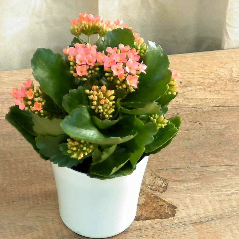 ����󥳥� Mix �ߥå��� ¿����ʪ ���տ�ʪ �� 11�ĥ��å� (4�� 12cm�ݥå�) [H]