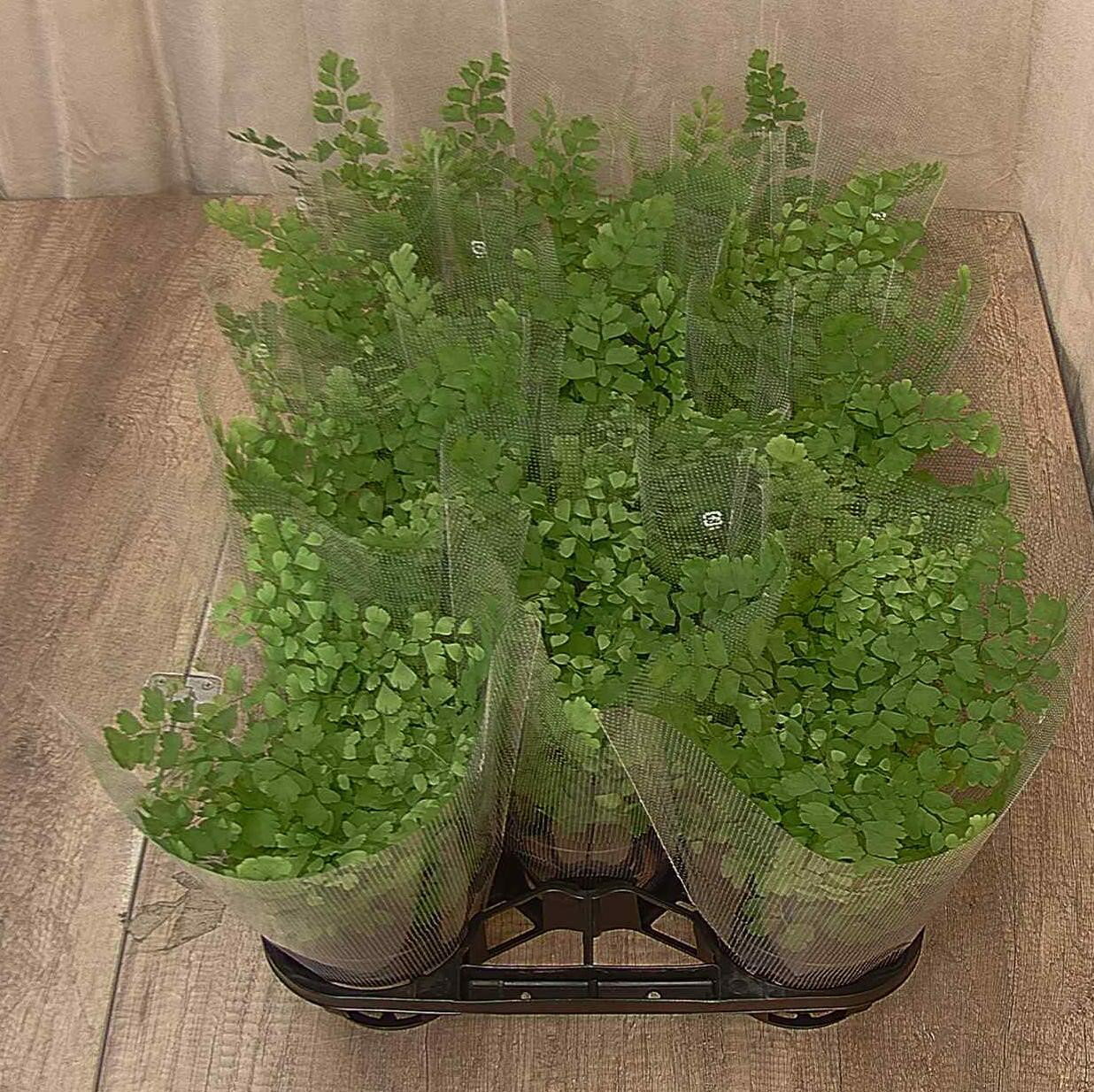 �������󥿥� �ե쥰��� 4�� 11�ĥ��å� �ۥ��饤���� ���տ�ʪ ���������١���������̵����������ʪ [H]