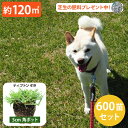 大量セット!【約120平方メートル用 600個セット】暑さ、乾燥、踏圧、ペットの糞尿に強い!西洋芝 ティフトン419 芝苗 (5cm角ポット) ドッグラン 暖地...