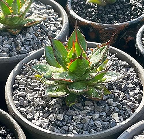 セラピース マルチング 選べる2種 1kg 2個セット 瓦チップ 乾燥防止 無臭　室内　観葉　多肉 [自然応用科学]