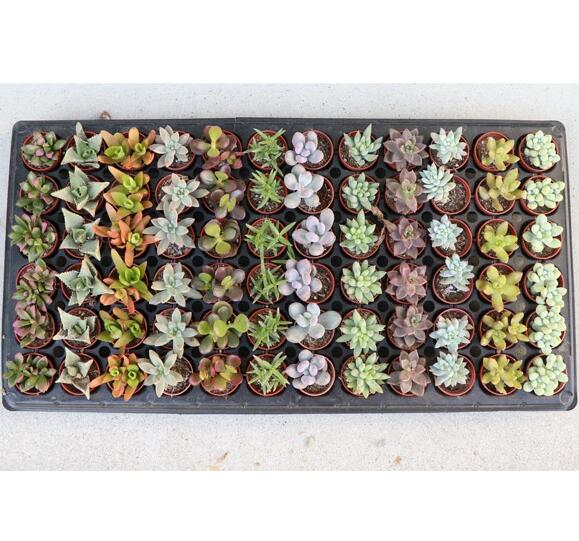 多肉植物 1寸 (1号 3cmポット) ケース売り 72個～216個 セット 苗 ノベルティ ギフト 記念品 景品 粗品..