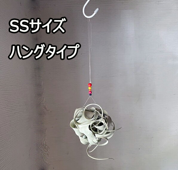キセログラフィカ 吊り型 置き型 3サイズ 2-4個セットチランジア 着生植物 エアプ...