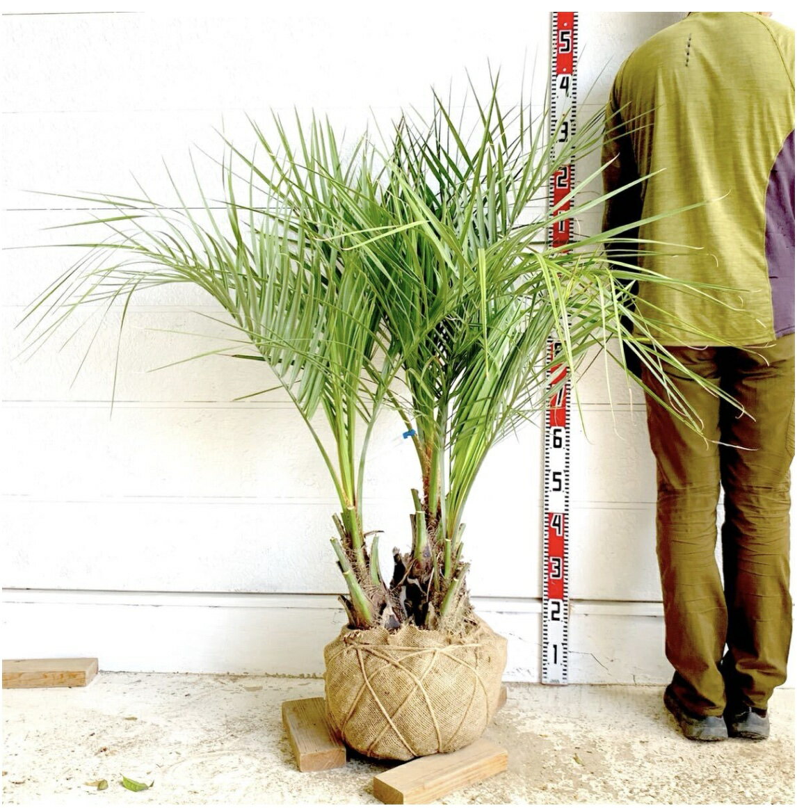 楽天市場】ヤシの木（ガーデニング・農業｜花・ガーデン・DIY）の通販