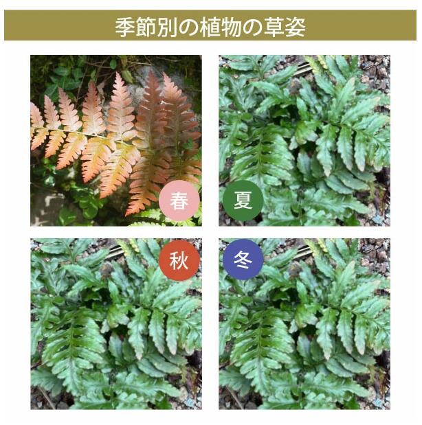 ベニシダ 紅シダ 紅羊歯 苗 大量 20個セット～ドリオプテリス エリスロソラ 日陰 シェードガーデンローメンテナンス グランドカバー 常緑 北向き 耐寒性 多年草 下草 シダ［IO］