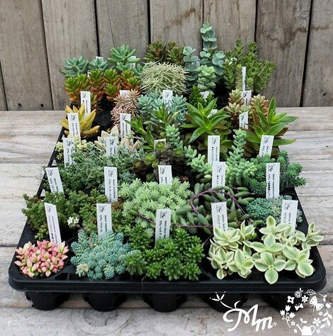 セダム 18品種以上ミックス 2号 35個 セット 寄せ植え グランドカバー ベンケイソ...