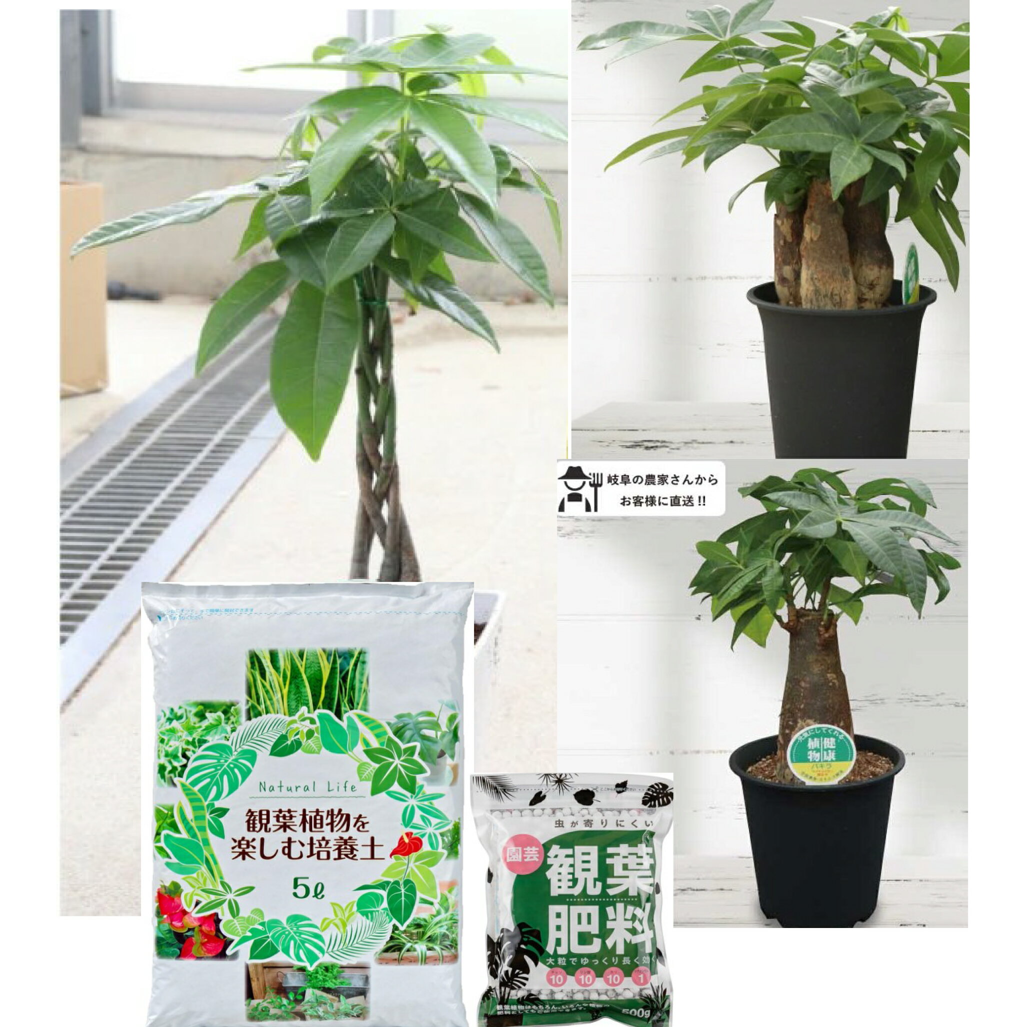 パキラ 5号 (1本立ち/3本立ち/編込み) 初心者 人気 定番 王道栽培セット 観葉植物 ［G］