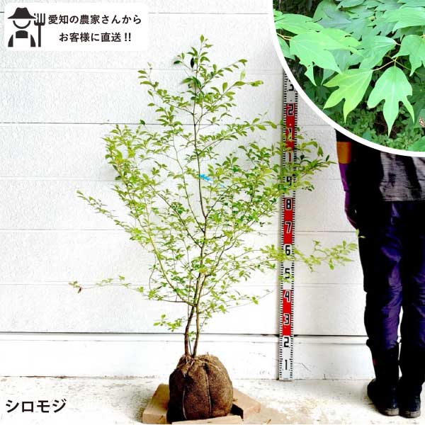 Rakuten - ［生産者直送］クロモジ　樹高約1.7-1.9m　送料無料　植木　庭木　落葉低木　紅葉　苗木　シンボルツリー　人気　植栽［t］