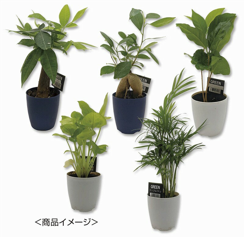 【ミニ観葉セレクションおまかせアソート1個】景品　まとめ買い　DIY・工具・植物