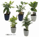 【ミニ観葉セレクションおまかせアソート1個】景品 まとめ買い DIY・工具・植物