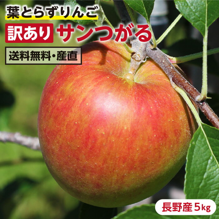 【送料無料】長野産 りんご サンつがる 訳あり 16玉～18玉 約5kg 葉とらずりんご