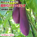 【送料無料】長野産ていざなす 3本セット 超ビッグサイズ 1本450g以上！ 夏野菜 プレゼントにも