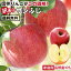 【送料無料 予約】長野県産 りんご 訳あり 10kg | サンふじ 産地直送 訳あり 訳 訳有り リンゴ 傷あり 大小さまざま 太陽の光をいっぱい浴びた無袋栽培 りんご 長野 信州 サンフジ 林檎 アップルパイ用に