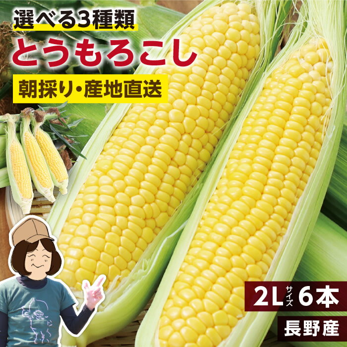 【送料無料】長野県産 とうもろこし 2Lサイズ 6本 約2kg 選べる3品種 ゴールデンタイム ゴールドラッシュ わくわくコーン | トウモロコシ 朝採り 鮮度抜群 当日出荷 夏野菜 産地直送 甘い 生で食べられる コーン 冷蔵発送 おいしい 贈り物 ギフト お中元 みのりファーム