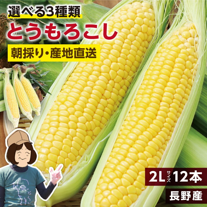 【送料無料】長野県産 とうもろこし 2Lサイズ 12本 約4kg 選べる3品種 ゴールドラッシュ ミルキースイーツ わくわくコーン | トウモロコシ 朝採り 鮮度抜群 当日出荷 夏野菜 産地直送 甘い 生で食べられる コーン 冷蔵発送 おいしい 贈り物 ギフト お中元 みのりファーム